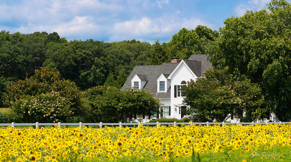 Sunflower Scenic