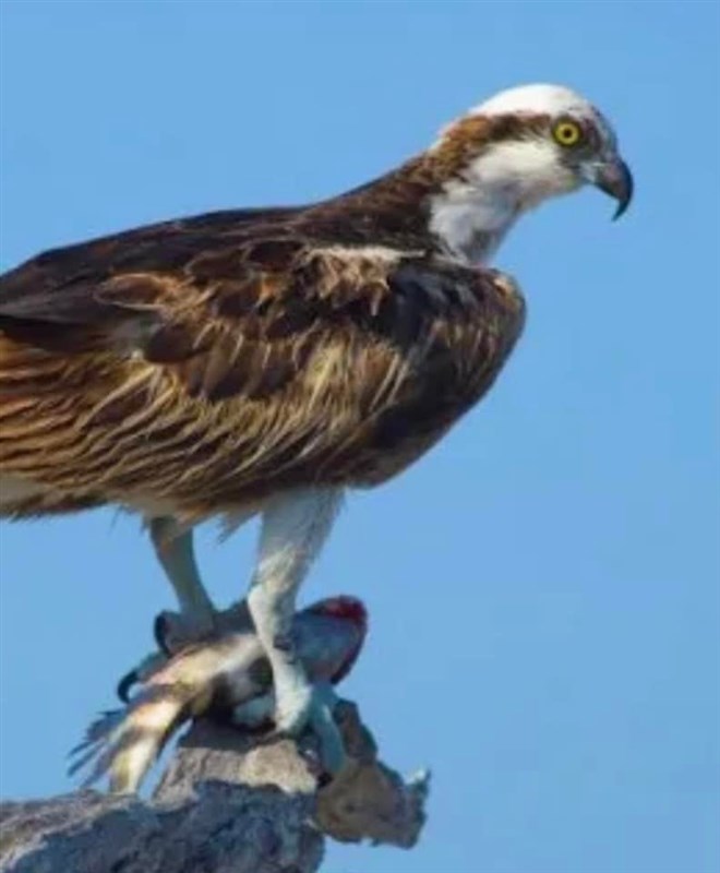 Osprey_Leder