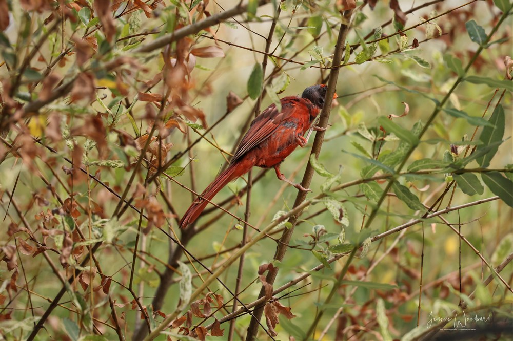 BaldHeaded Cardinal
