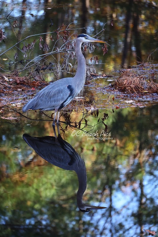 Natures' Mirror