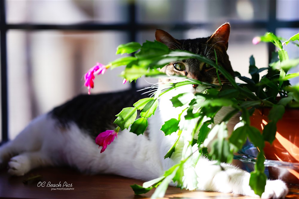 Blooming Christmas Cactus