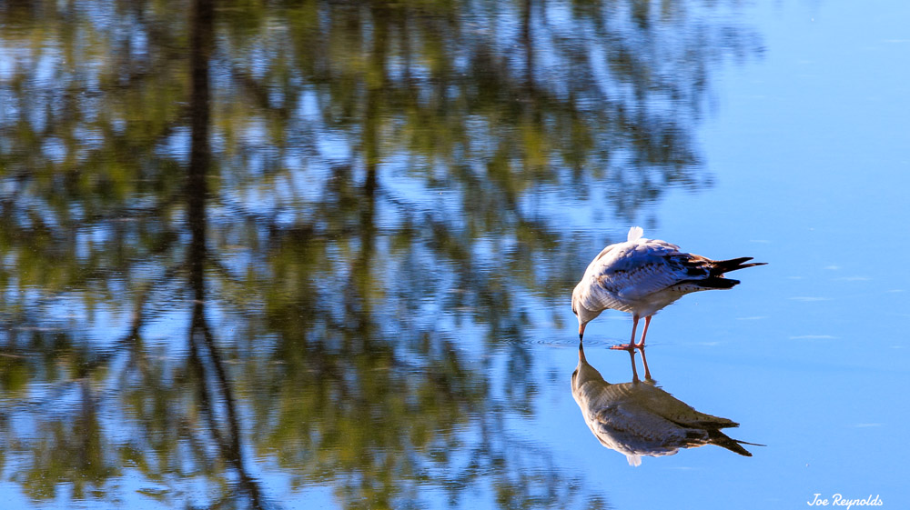 Walking on Water