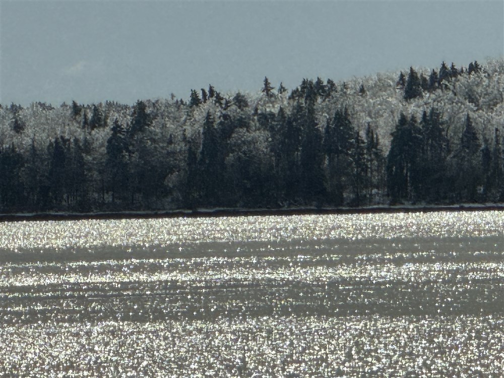 FROZEN TREES - Maine, 3-24