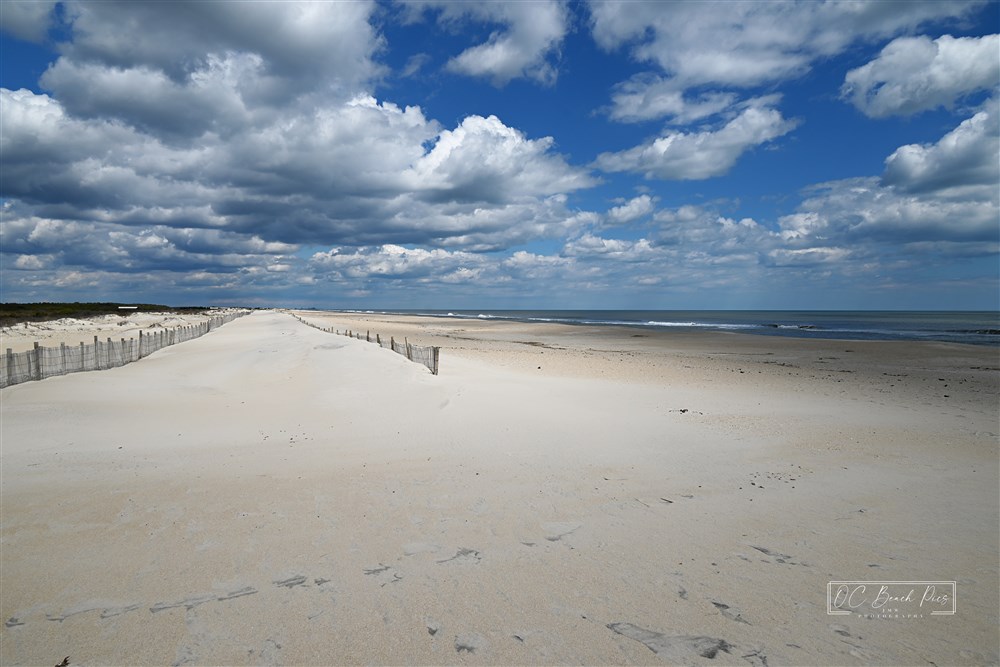 Assateague Island April 2024