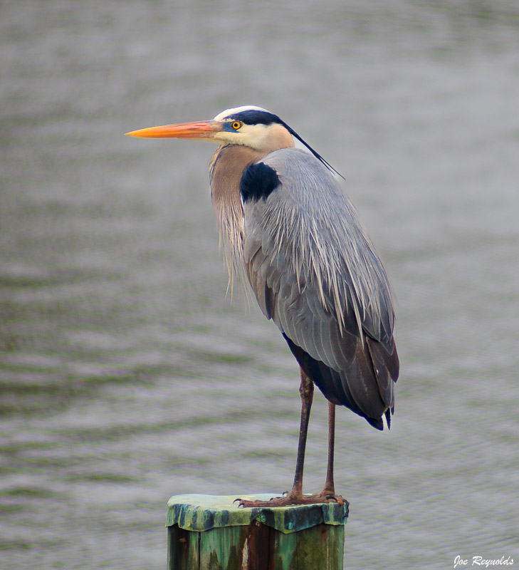 Great Blue