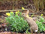 We were wondering what critter was eating the marigolds in our yard. Today I captured irrefutable evidence on film.

PS - 3 days later nothing was left of the entire plant but a few stubs.