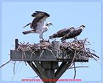 Ospreys on nest in Delaware Seashore State Park.  Photo from kayak on 7/30/2004.