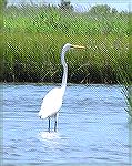 Great egret seen while kayaking in Delaware Seashore State Park 7/30/2004. 