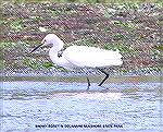 Snowy egret seen while kayaking in Delaware Seashore State Park, 7/30/2004.