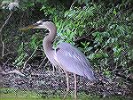 Great Blue Heron seen from a kayak in Trap Pond.  My kayak almost drifted into him as I was snapping pictures.