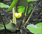 Water lillies at Trap Pond Park are most easily seen from a kayak during bloom in early June - especially near the SE end of the pond and in the feeder stream.