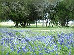 Taken near Mullin Texas, cattle country, in early May 2004.  The bluebonnets were particularly prolific and colorful this spring.