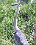 Great Blue Heron seen whil kayaking at Salt Pond (Bethany Beach, DE) 8/7/04