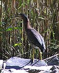 Immature Green Heron seen while kayaking on the Assawoman Canal in Bethany, DE.   8/7/04