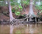 Kayaking along the Assawoman Canal (Bethany Beach, DE) is so serene and romantic that even the trees hold hands.