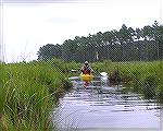 The narrower channels in Assawoman Wildlife Area (south of Bethany Beach, DE)are easily navigable by kayak when the tide is high.