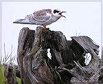 A young Forster's Tern was seen during a kayak trip in the Assawoman Wildlife Area.