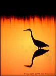 Great Blue Heron looks for dinner as day ends on Blackwater National Wildlife Refuge near Cambridge, Maryland.