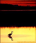 Great Blue Heron looking for dinner at sunset on the Blackwater National Wildlife Refuge.