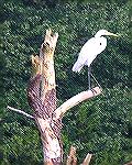 A Great Egret seen while kayaking near the Gum Point Boat Ramp 8/25/2004.