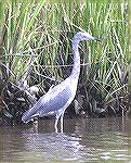 A young Great Blue Heron in the process of getting its adult plumage seen while kayaking in Turville Creek, 8/25/04. 
