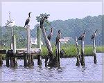 Cormorants seemed to be having a convention when seen from a kayak near the mouth of Turville Creek, 8/25/04.