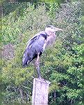 Great Blue Heron seen while kayaking in Shad Landing State Park, 8/26/2004.