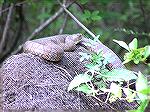 A snake seen while kayaking in Shad Landing State Park, 8/26/2004.  Nonvenomous Water Snakes are sometimes seen in trees bordering streams and are often mistaken for venomous Copperheads.