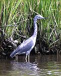 A version of an earlier photo of an immature Great Blue Heron after tweaking the brightness levels and removing some sticks.