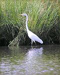 Great Egret seen while kayaking on branches of the St. Martin River, 8/28/04.