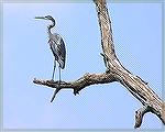 A Great Blue Heron seen while kayaking on the Bishopville Prong of the St. Marting River, 8/28/04.