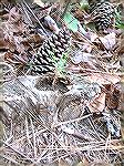 A small evergreen takes root in a hollow of a trunk - South Gate Ocean Pines Lake.