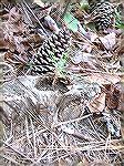 A small evergreen takes root in a hollow of a trunk - South Gate Ocean Pines Lake.