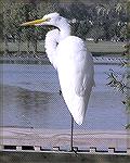 Photo of an egret at the Ocean Pines South Gate pond submitted for the October 2004 Camera Club contest.  Photo was taken 10/25/04 with an Olympus C-750 camera, ISO 50; F/8.0; 1/1000 sec. exposure (al