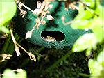 This little frog appeared one day and made himself a home in our hanging flowerpot.  How he got there remains a mystery. Sam Schwartz