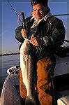 Joe Schanno with a 33-inch striper caught casting bucktail near Route 50 Bridge on 11/27/2004.