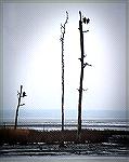 This image was taken at Blackwater Wildlife Refuge in Cambridge, MD.  It was edited in PhotoShop in my computer.  In the tree on the left I added all the branches and one eagle from the trees on the r