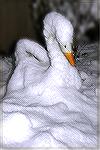 The American Snow Goose, not to be confused with the Canadian Snow Goose (just kiding) was taken on Sunday 12/26/04 in my front yard.  This was our first significant snow fall of the year.