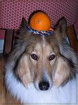 King, of Focus On The Pines fame, makes lame attempt to enter Camera Club &quot;orange photo&quot; contest.  
