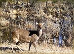 Sika deer image shot on Assateague Island on 2/19/2005