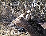 Sika deer image shot on Assateague Island 2/19/2005.