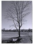 South Gate Tree & Culvert Pipe taken in B&W with a Finepix S602.