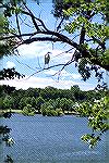 I took this photo of an egret in a tree at the pond at the South Gate. I like the colors and the way the leaves frame the photo.
contest entry