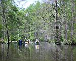 6/1/2005:  The stream above (northeast of) Trap Pond takes paddlers through a tunnel of over-arching cypress trees.