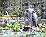 A Great Blue Heron and Red Bellied Turtles seen while kayaking at Trap Pond 6/1/2005.