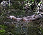 A common water snake seen while kayaking at Trap Pond State Park, 6/1/2005.