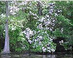 Blossoms seen while kayaking at Trap Pond, 6/1/2005.