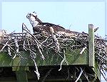 An osprey tends her nest in the Assawoman Wildlife Area.