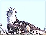 Osprey mom didn't like human approach.