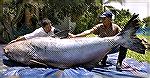 This 646 LB. catfish was recently caught by net in the Mekong, Thailand. It is the largest freshwater fish ever caught. Environmentalist negotiated with the government to have the fish released but it